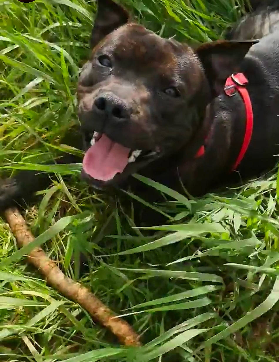 Tyler participe au concours pour gagner de l'argent avec cette photo : borador, canidae, carnivore, collar, companion_dog, dog, dog_breed, dog_collar, fawn, grass, guard_dog, gun_dog, liver, plant, sporting_group, tail, terrestrial_animal, whiskers, working_animal, working_dog