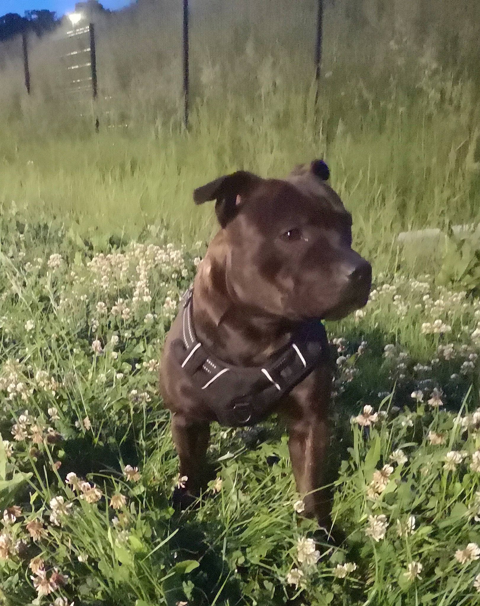 Tyler a rejoint le concours — aidez-le/la à gagner de superbes lots ! carnivore, collar, companion_dog, dog, dog_breed, dog_collar, fawn, flower, grass, grass_family, grassland, liver, meadow, pasture, plant, prairie, sporting_group, terrestrial_animal, whiskers, working_animal