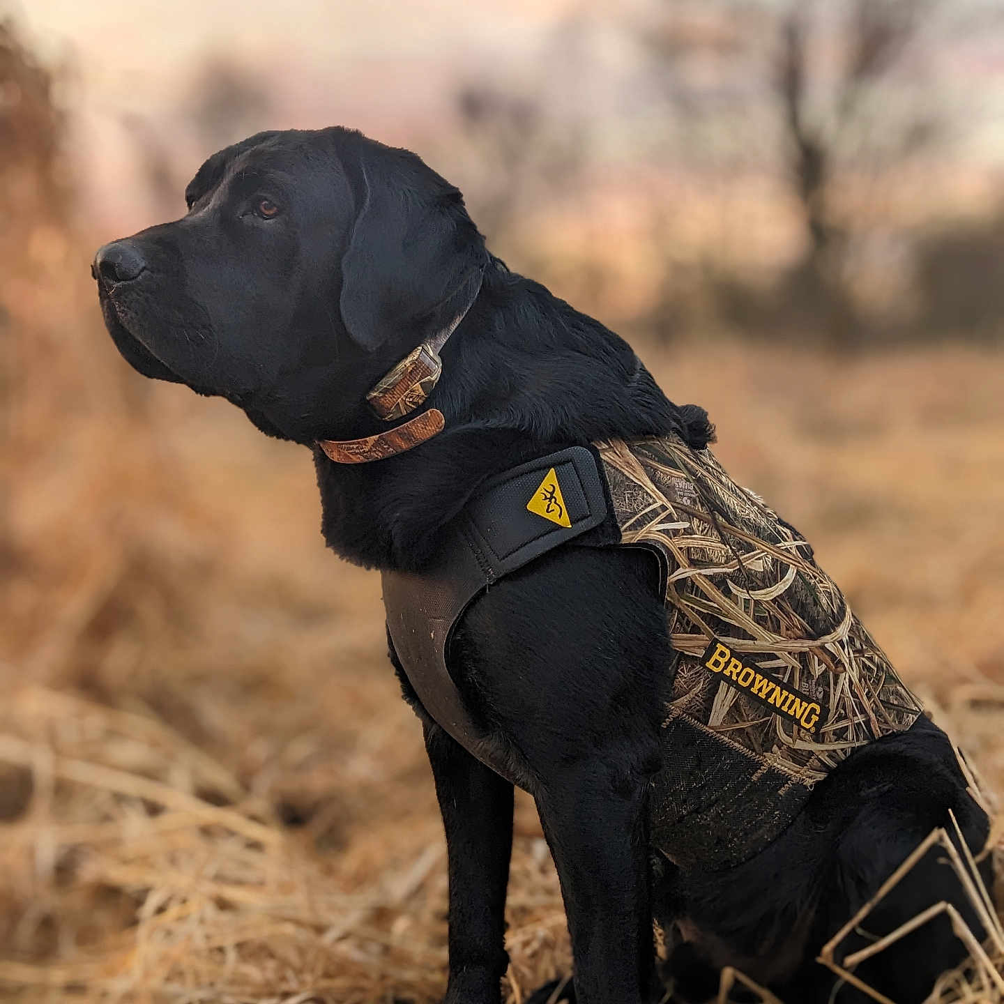 Bear joined the competition — help win amazing prizes! accessories, animal, bulldog, canine, clothing, countryside, dog, footwear, hunting, labradorretriever, nature, outdoors, pet, photography, pointer, policedog, puppy, shoe, strap, straw