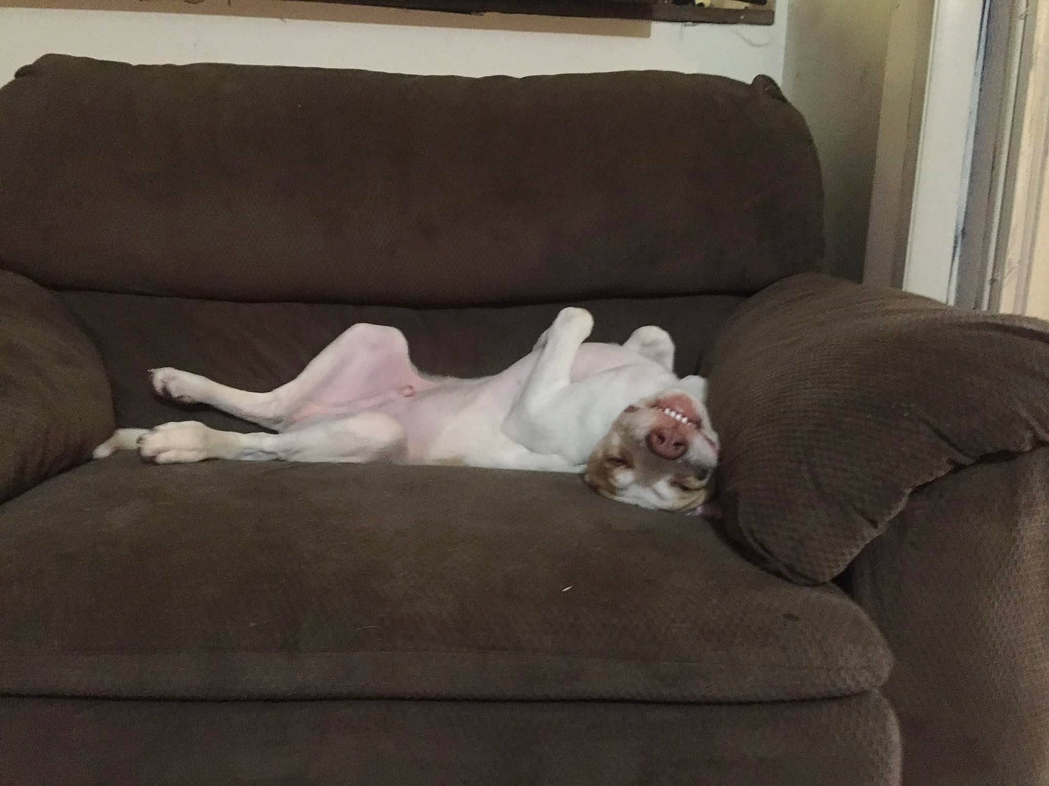 Benjamin is registered to the contest to win money with this photo: american_bulldog, canidae, carnivore, chair, comfort, companion_dog, couch, dog_breed, fawn, fur, furniture, futon, interior_design, linens, loveseat, nap, non_sporting_group, room, slipcover, sofa_bed
