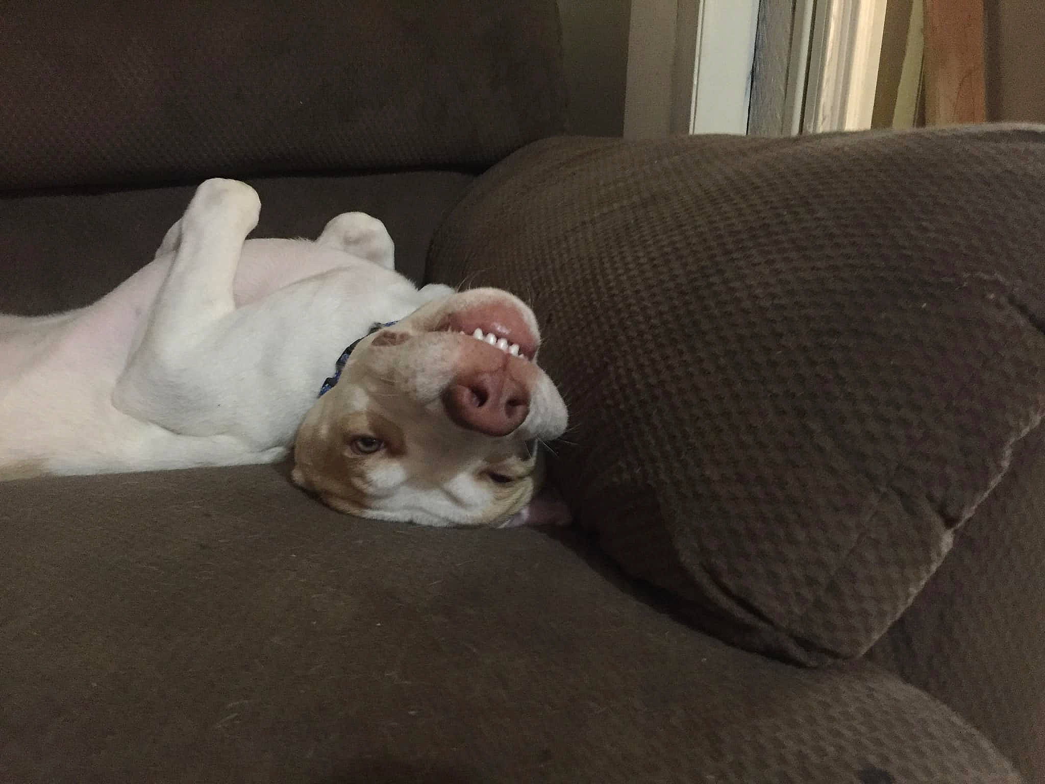 Benjamin joined the competition — help win amazing prizes! american_bulldog, bulldog, canidae, carnivore, companion_dog, dog, dog_breed, fawn, nap, non_sporting_group, old_english_bulldog, puppy, puppy_love, snout, sporting_group