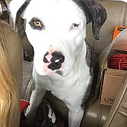 Fucker is registered to the contest to win money with this photo: american_bulldog, american_pit_bull_terrier, american_staffordshire_terrier, bully_kutta, canidae, carnivore, dog, dog_breed, dogo_argentino, ear, fawn, great_dane, mammal, non_sporting_group, nose, pit_bull, rare_breed_dog, snout, sporting_group, vertebrate