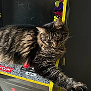 Amour joined the competition — help win amazing prizes! cat, tabby, arcade_machine, retro, gaming, controller, paw, stretching, feline, indoor, furniture, leisure, playful, electronics, closeup, striped, cute, pet, relaxing, nostalgia
