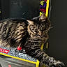 cat, tabby, arcade_machine, retro, gaming, controller, paw, stretching, feline, indoor, furniture, leisure, playful, electronics, closeup, striped, cute, pet, relaxing, nostalgia
