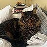 Amour joined the competition — help win amazing prizes! cat, tabby_cat, bed, pillow, blanket, indoor, cozy, furniture, sleepy, pet, animal, resting, fur, whiskers, domestic, home, relaxed, soft, comfort, table