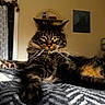 Amour is registered to the contest to win money with this photo: cat, tabby, indoor, pet, fur, whiskers, yellow_eyes, bed, blanket, pattern, relaxed, animal, mammal, feline, home, room, cozy, resting, looking, closeup
