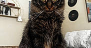 Amour is registered to the contest to win money with this photo: cat, tabby, fluffy, pet, indoor, bed, yellow_eyes, feline, fur, whiskers, portrait, animal, cozy, home, sitting, looking, room, vinyl_records, wall_art, furniture