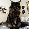 cat, tabby, fluffy, pet, indoor, bed, yellow_eyes, feline, fur, whiskers, portrait, animal, cozy, home, sitting, looking, room, vinyl_records, wall_art, furniture