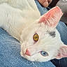 Cosmo is registered to the contest to win money with this photo: animal, blue_eye, car_interior, cat, close_up, cute, feline, fur, golden_eye, heterochromia, human_lap, jeans, lying_down, pet, pink_ears, pink_nose, portrait, relaxed, whiskers, white_cat