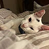 Cosmo is registered to the contest to win money with this photo: animal, bed, bedding, bedroom, blanket, cat, ears, eyes, face, feline, fur, indoor, lying_down, pet, pink_nose, portrait, relaxed, sleepy, whiskers, white_cat