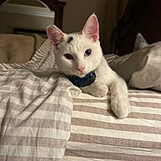 Cosmo joined the competition — help win amazing prizes! animal, bed, bedding, bedroom, blue_eyes, cat, collar, cozy, fluffy, heterochromia, indoors, lounging, lying_down, pet, pillow, pink_nose, pointed_ears, portrait, striped_bedding, white_cat