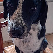Aly participe au concours pour gagner de l'argent avec cette photo : animal, black_and_white, canine, chair, close_up, cute, dog, domestic_animal, floor, fur, greenery, home, indoor, looking, pet, portrait, sitting, tile_floor, window, woven_chair
