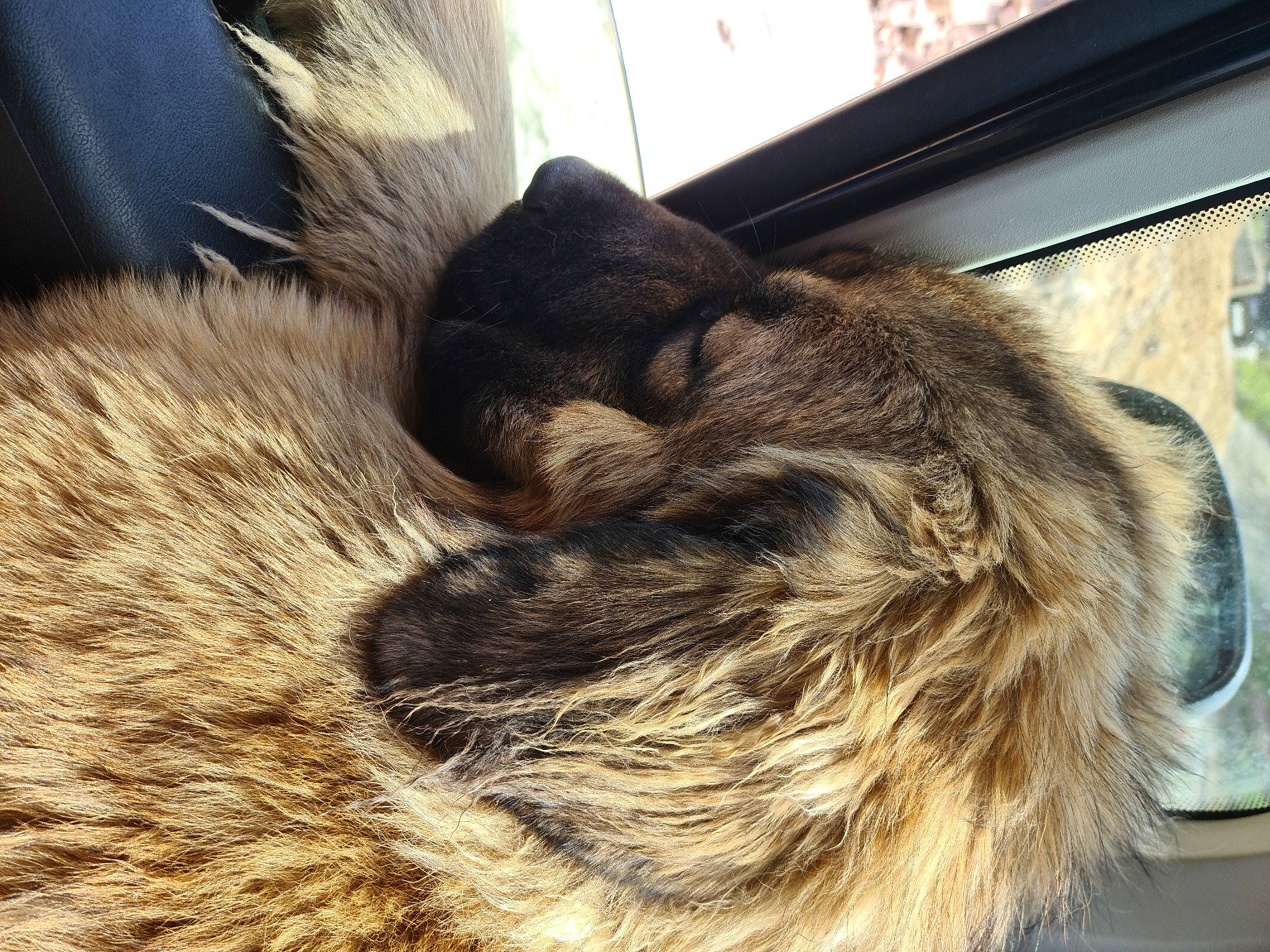 Coco is registered to the contest to win money with this photo: canidae, carnivore, cat, claw, comfort, dog_breed, fawn, felidae, fur, mammal, metal, paw, small_to_medium_sized_cats, snout, sporting_group, tail, terrestrial_animal, vertebrate, whiskers, wood