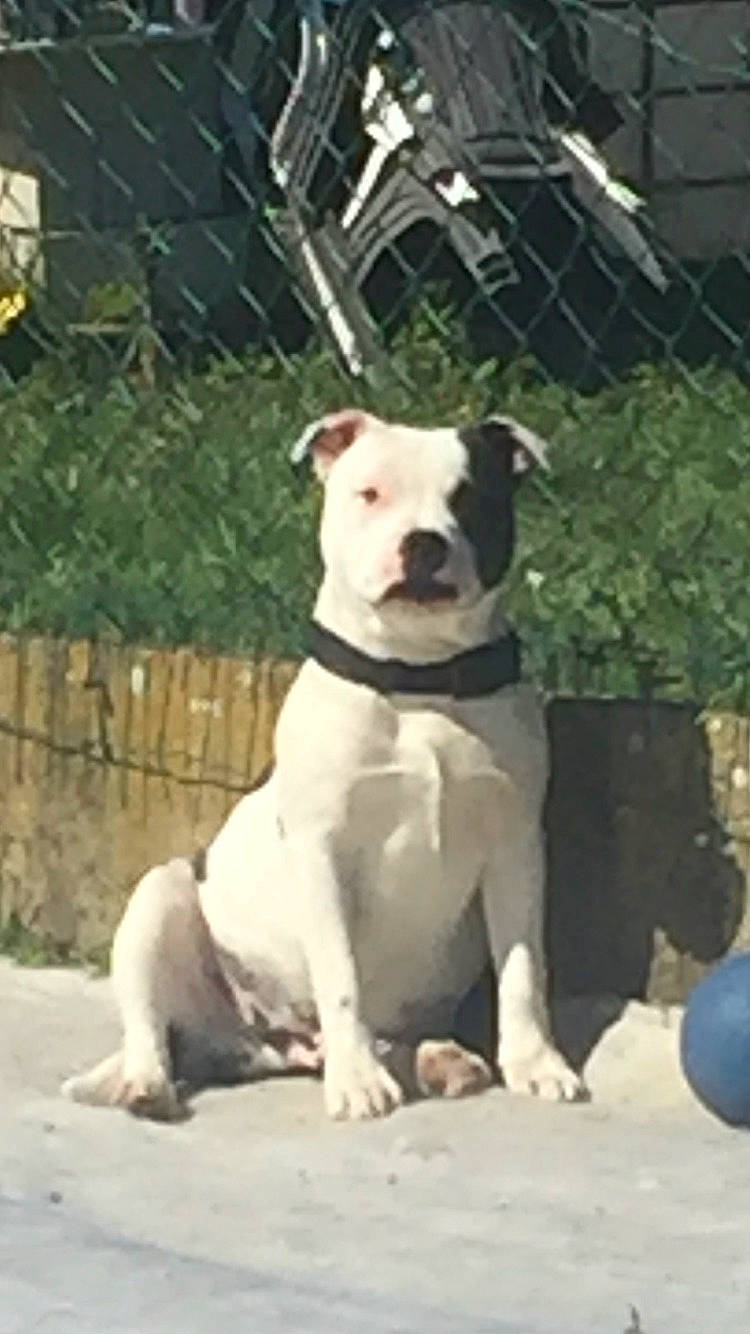 Pikatchu participe au concours pour gagner de l'argent avec cette photo : american_bulldog, american_pit_bull_terrier, american_staffordshire_terrier, bull_and_terrier, bulldog, bully_kutta, canidae, carnivore, cordoba_fighting_dog, dog, dog_breed, dogo_argentino, dogo_guatemalteco, mammal, non_sporting_group, pit_bull, rare_breed_dog, snout, valley_bulldog, vertebrate