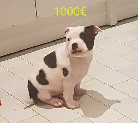 Pikatchu participe au concours pour gagner de l'argent avec cette photo : american_bulldog, american_pit_bull_terrier, american_staffordshire_terrier, canidae, carnivore, companion_dog, dog, dog_breed, fawn, mammal, non_sporting_group, nose, pit_bull, puppy, rare_breed_dog, snout, staffordshire_bull_terrier, toy_bulldog, valley_bulldog, vertebrate