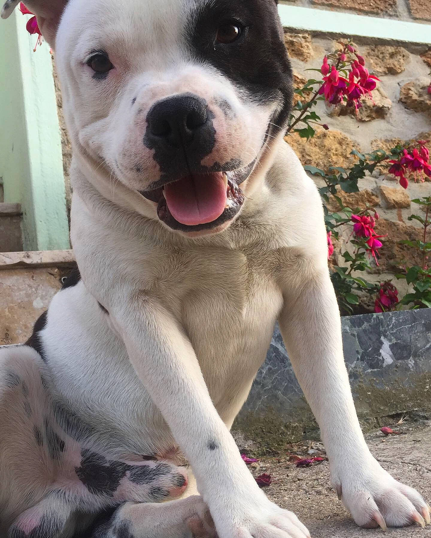 Pikatchu participe au concours pour gagner de l'argent avec cette photo : canidae, carnivore, collar, companion_dog, dog, dog_breed, dog_collar, fang, fawn, foot, fur, jaw, paw, pet_supply, plant, snout, sporting_group, tail, whiskers, working_animal