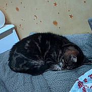 Tokyo participe au concours pour gagner de l'argent avec cette photo : bed, blanket, cat, cozy, crescent_moon, curled_up, fur, home_interior, indoor, nap, pattern, peaceful, pet, pillow, plush_toy, sleeping, soft, stars, tabby, wallpaper