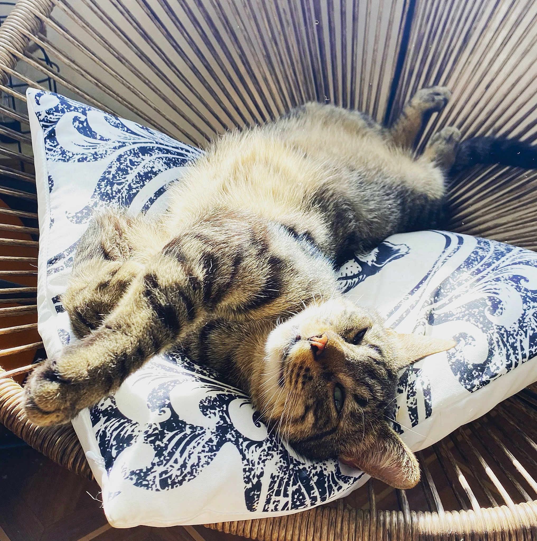 Zeus