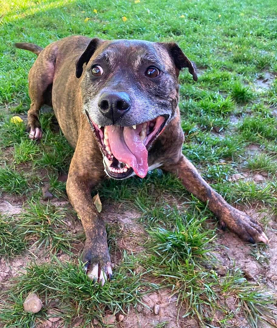 Dawson is registered to the contest to win money with this photo: canidae, carnivore, collar, companion_dog, dog, dog_breed, dog_collar, fawn, grass, guard_dog, hunting_dog, molosser, non_sporting_group, paw, plant, snout, sporting_group, whiskers, working_animal, working_dog