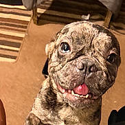 Champ joined the competition — help win amazing prizes! puppy, dog, brindle, smiling, tongue_out, pet, indoor, carpet, rug, playful, cute, animal, legs, black_clothing, person, close_up, happy, young_dog, floor, chair