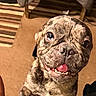 puppy, dog, brindle, smiling, tongue_out, pet, indoor, carpet, rug, playful, cute, animal, legs, black_clothing, person, close_up, happy, young_dog, floor, chair