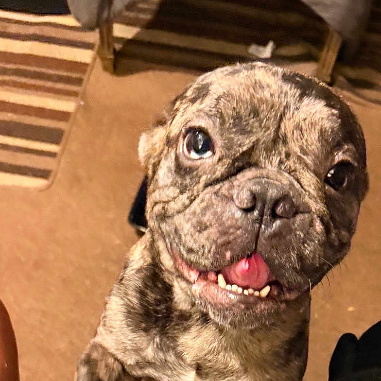 Champ joined the competition — help win amazing prizes! puppy, dog, brindle, smiling, tongue_out, pet, indoor, carpet, rug, playful, cute, animal, legs, black_clothing, person, close_up, happy, young_dog, floor, chair