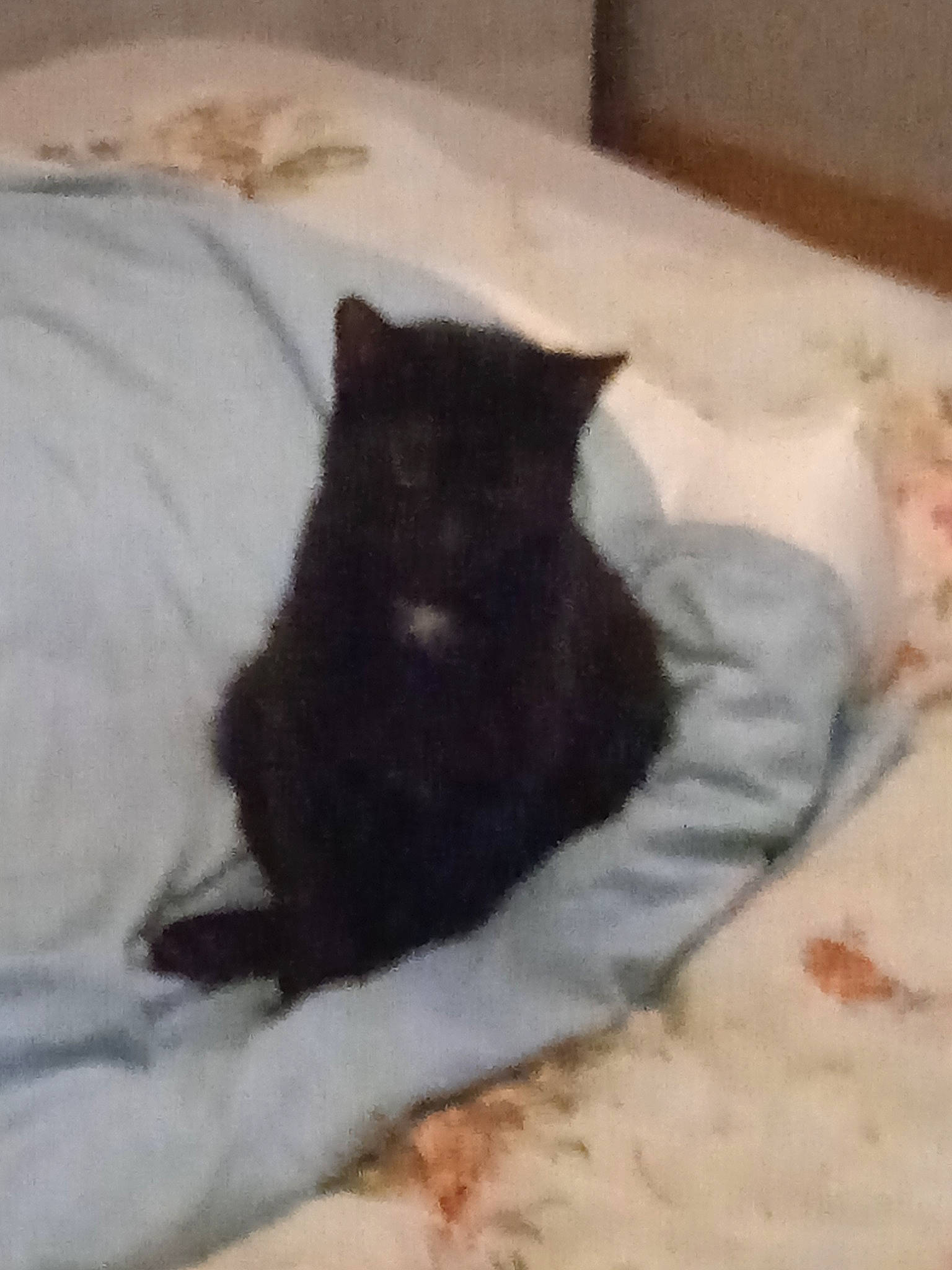 Shelby participe au concours pour gagner de l'argent avec cette photo : bed, bedding, black_cat, carnivore, cat, cat_supply, comfort, dog_breed, domestic_short_haired_cat, felidae, flooring, fur, grey, hardwood, linens, room, small_to_medium_sized_cats, tail, terrestrial_animal, whiskers