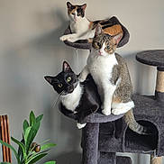 Felix a rejoint le concours — aidez-le/la à gagner de superbes lots ! cat, cats, cat_tree, indoor, pet, animal, feline, relaxing, multi_level, plant, greenery, curious, calm, domestic, fur, whiskers, ears, eyes, paws, tail