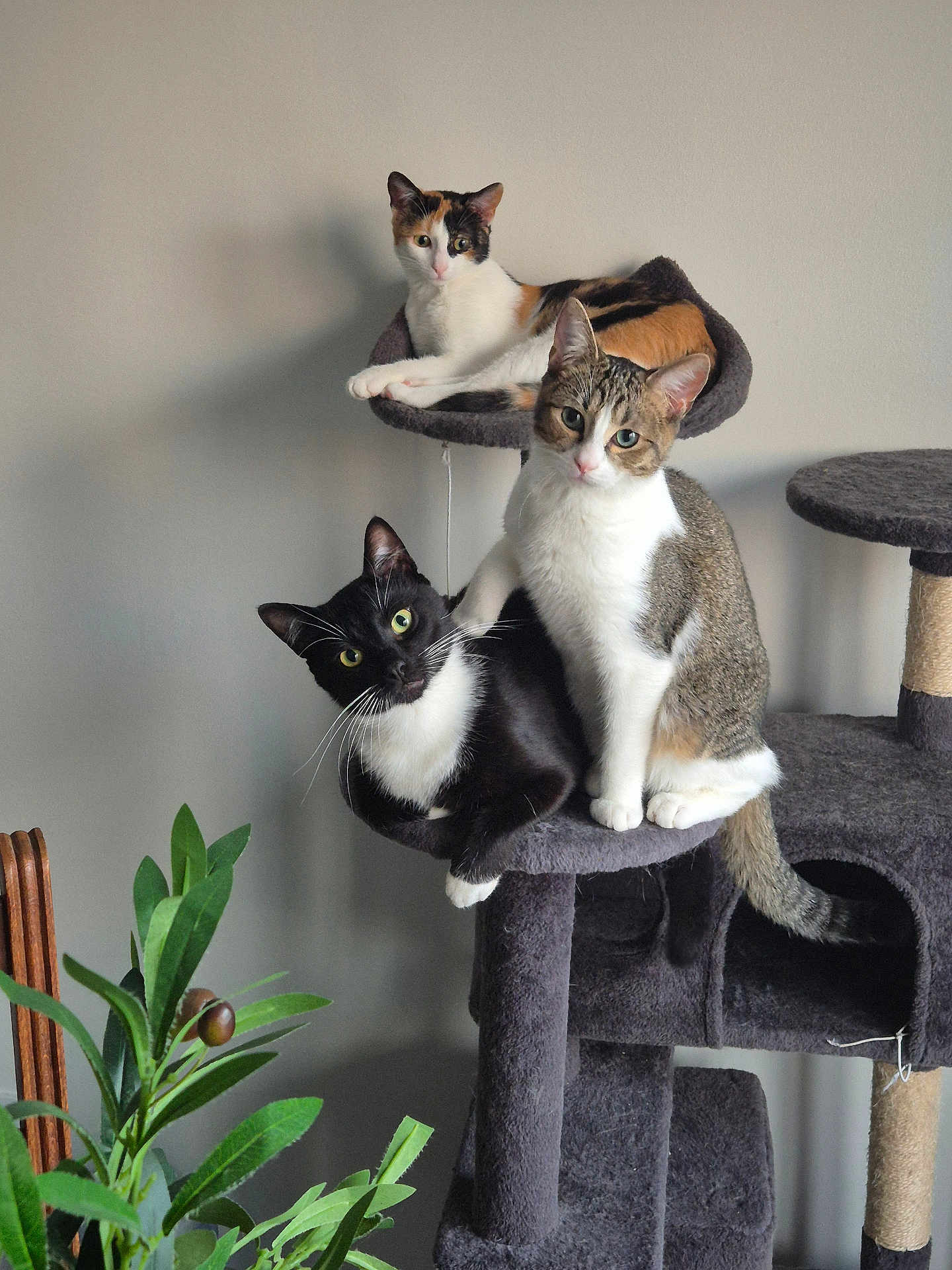 Felix a rejoint le concours — aidez-le/la à gagner de superbes lots ! cat, cats, cat_tree, indoor, pet, animal, feline, relaxing, multi_level, plant, greenery, curious, calm, domestic, fur, whiskers, ears, eyes, paws, tail