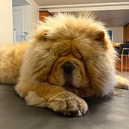 Mr Chow joined the competition — help win amazing prizes! dog, chow_chow, fluffy, lying_down, sleeping, indoors, pet, paw, fur, nose, muzzle, close_up, resting, animal, canine, house, floor, calm, cute, domestic