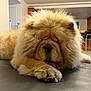 dog, chow_chow, fluffy, lying_down, sleeping, indoors, pet, paw, fur, nose, muzzle, close_up, resting, animal, canine, house, floor, calm, cute, domestic