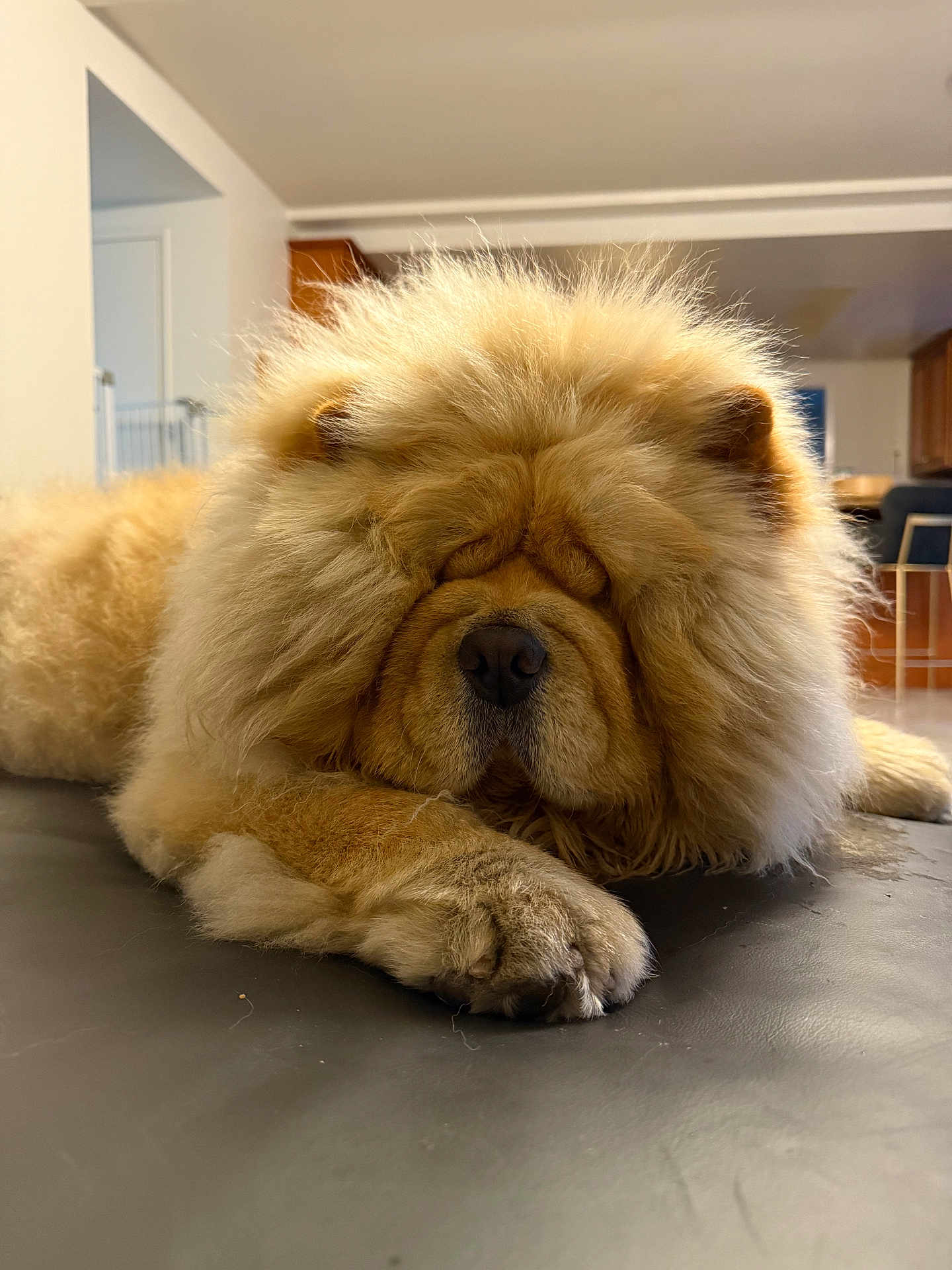 Mr Chow joined the competition — help win amazing prizes! dog, chow_chow, fluffy, lying_down, sleeping, indoors, pet, paw, fur, nose, muzzle, close_up, resting, animal, canine, house, floor, calm, cute, domestic