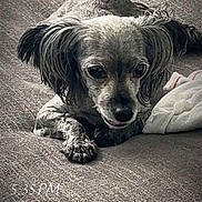 Ted is registered to the contest to win money with this photo: dog, small_dog, couch, blanket, indoor, pet, fur, ears, face, lying_down, close_up, texture, cozy, looking, animal, companion, resting, home, curious, timestamp
