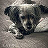 dog, small_dog, couch, blanket, indoor, pet, fur, ears, face, lying_down, close_up, texture, cozy, looking, animal, companion, resting, home, curious, timestamp