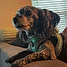 Ted joined the competition — help win amazing prizes! dog, pet, indoor, couch, furniture, harness, small_dog, fur, animal, resting, side_view, window_blinds, cozy, domestic, companion, cute, relaxed, brown_fur, living_room, portrait