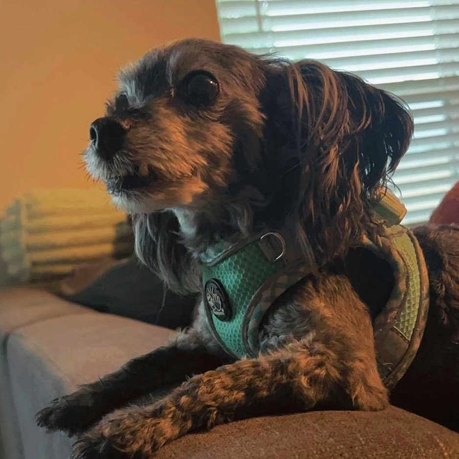 Ted
