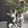 Zazu a rejoint le concours — aidez-le/la à gagner de superbes lots ! cat, kitten, animal, pet, tabby, black_and_white, sitting, wide_eyed, flowers, bouquet, flowerpot, ribbon, bow, indoor, portrait, cute, whiskers, ears, plant, decor