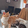 Zazu a rejoint le concours — aidez-le/la à gagner de superbes lots ! adult_cat, kitten, orange_cat, tabby_cat, white_fur, striped_fur, lying_down, relaxed, sleeping, cuddling, pet, animal, indoor, home, table, chair, blanket, window, computer_monitor, framed_pictures