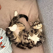 Zazu participe au concours pour gagner de l'argent avec cette photo : cats, two_cats, kitten, tabby, black_and_white_cat, sleeping, relaxed, cuddling, upside_down, indoor, couch, sofa, cushion, mustard_pillow, pet, feline, cozy, cute, closeup, home
