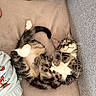 cats, two_cats, kitten, tabby, black_and_white_cat, sleeping, relaxed, cuddling, upside_down, indoor, couch, sofa, cushion, mustard_pillow, pet, feline, cozy, cute, closeup, home