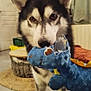 dog, husky, indoor, toy, plush_toy, blue_toy, torn_toy, pet, animal, floor, curtains, furniture, carpet, closeup, mammal, canine, pet_toy, looking, standing, room