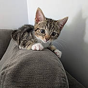 Crayon joined the competition — help win amazing prizes! kitten, cat, tabby, pet, animal, cute, couch, indoor, feline, whiskers, paws, gray, fur, young, playful, curious, domestic, resting, closeup, adorable