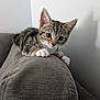 kitten, cat, tabby, pet, animal, cute, couch, indoor, feline, whiskers, paws, gray, fur, young, playful, curious, domestic, resting, closeup, adorable