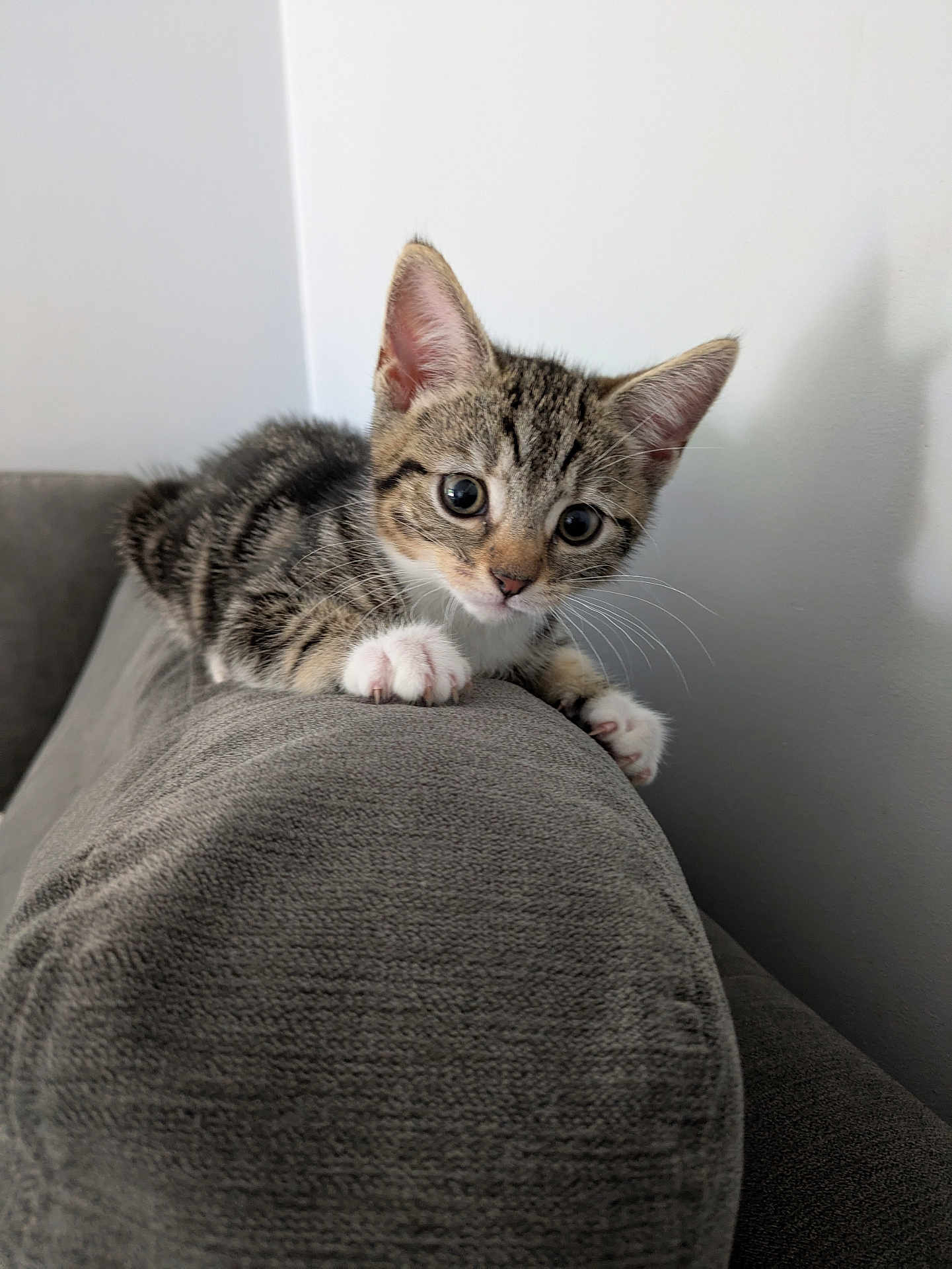 Crayon joined the competition — help win amazing prizes! kitten, cat, tabby, pet, animal, cute, couch, indoor, feline, whiskers, paws, gray, fur, young, playful, curious, domestic, resting, closeup, adorable
