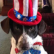 Leah joined the competition — help win amazing prizes! animal, blue, bow_tie, carpet, celebration, costume, cute, decor, dog, ears, face, furniture, hat, home, indoor, pet, portrait, red, sitting, white