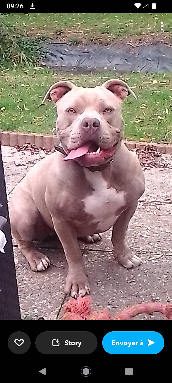 Laïka a rejoint le concours — aidez-le/la à gagner de superbes lots ! carnivore, companion_dog, cordoba_fighting_dog, dog, dog_breed, fawn, grass, liver, molosser, non_sporting_group, pink, plant, snout, sporting_group, terrestrial_animal