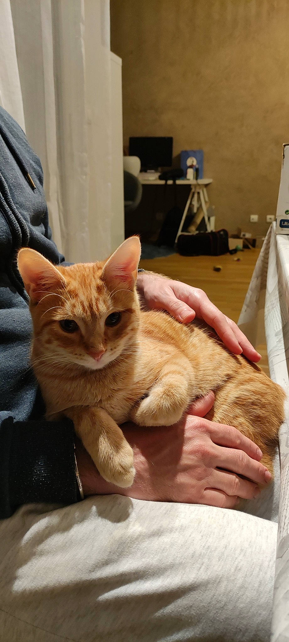 Abricot a rejoint le concours — aidez-le/la à gagner de superbes lots ! carnivore, cat, claw, comfort, domestic_short_haired_cat, ear, eye, fawn, felidae, fur, gesture, lap, paw, sitting, small_to_medium_sized_cats, snout, tail, whiskers, wood