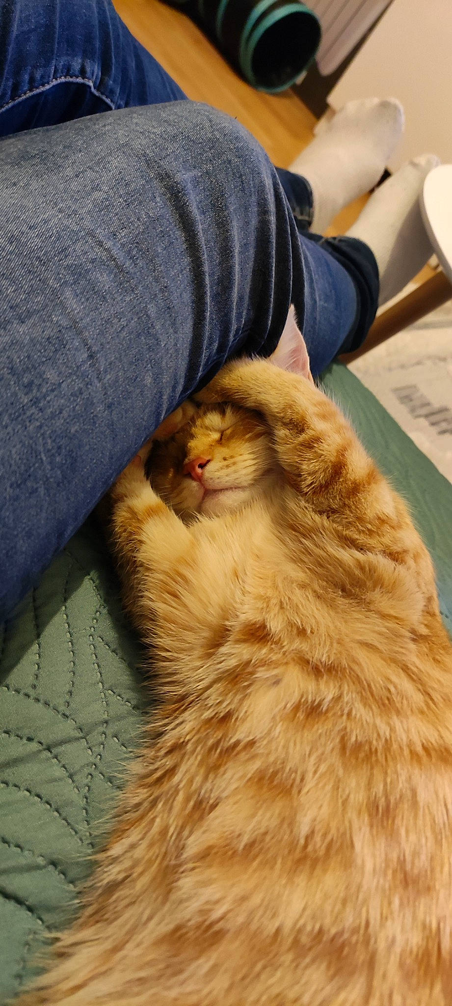 Abricot a rejoint le concours — aidez-le/la à gagner de superbes lots ! canidae, carnivore, cat, claw, comfort, companion_dog, domestic_short_haired_cat, fawn, felidae, fur, paw, plant, sitting, small_to_medium_sized_cats, snout, tail, terrestrial_animal, tree, whiskers, wood