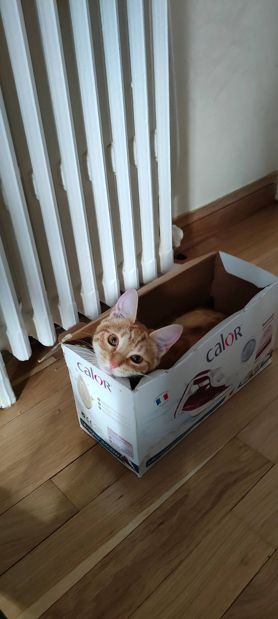 Abricot participe au concours pour gagner de l'argent avec cette photo : box, carnivore, cat, cat_supply, comfort, cradle, fawn, felidae, floor, flooring, fur, hardwood, infant_bed, packaging_and_labeling, pet_supply, room, shipping_box, small_to_medium_sized_cats, whiskers, wood