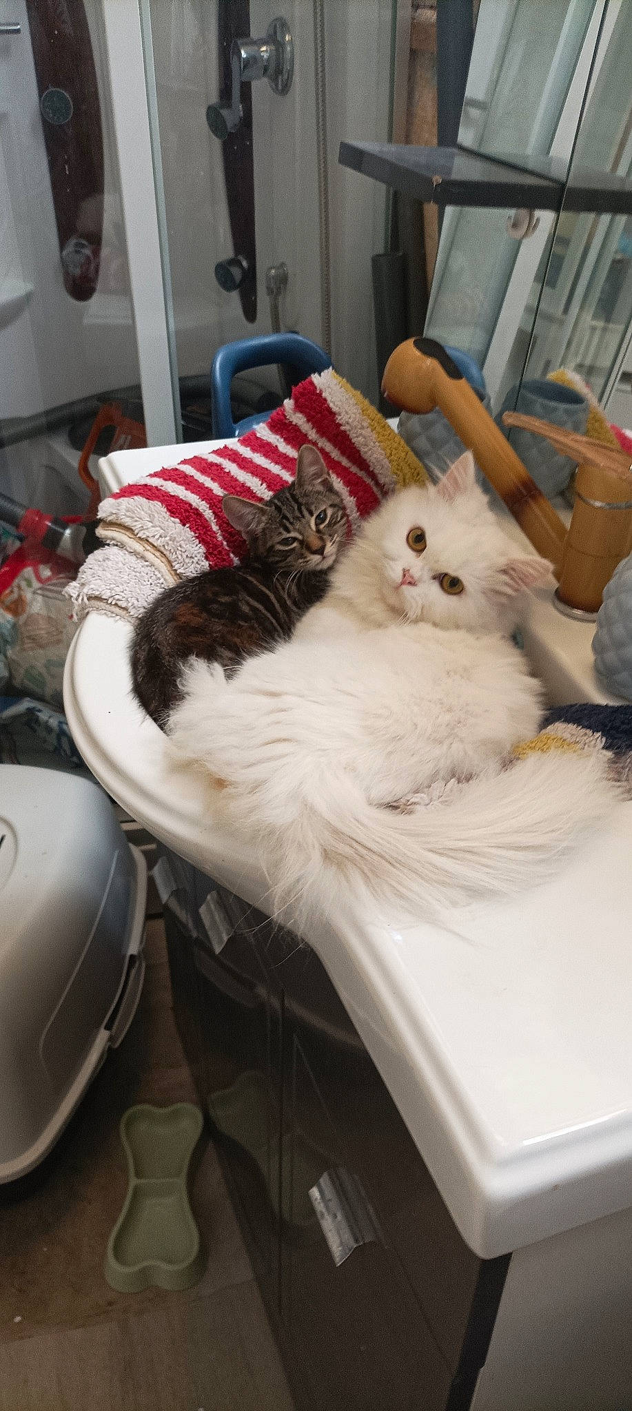 Pichpouch participe au concours pour gagner de l'argent avec cette photo : bed, carnivore, cat, chair, comfort, companion_dog, domestic_short_haired_cat, felidae, fur, house, lamp, linens, living_room, nap, picture_frame, room, small_to_medium_sized_cats, tail, whiskers, wood